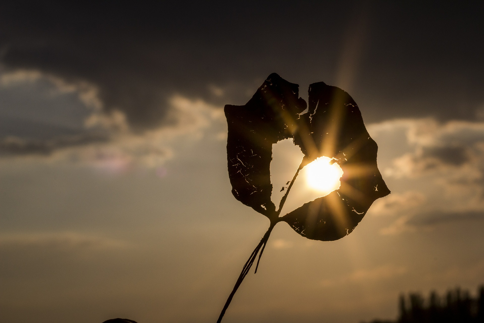 6 Ways to Survive the Dog Days of Summer