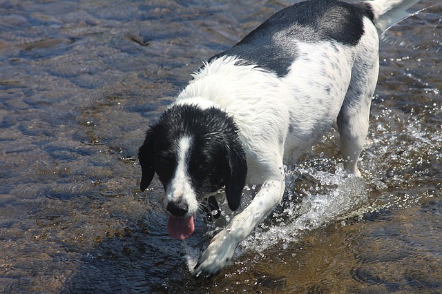 6 Ways to Survive the Dog Days of Summer